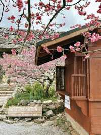 今歸仁城-樱花、美景、歷史與文化的交融
