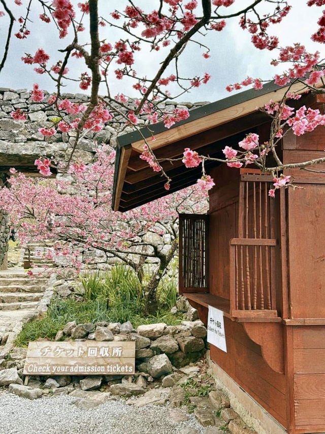 今歸仁城-樱花、美景、歷史與文化的交融