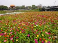 八掌溪畔黃金風鈴花