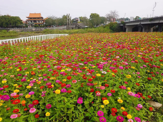 八掌溪畔黃金風鈴花