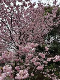 Early Sakura Blooms: Where to Catch Japan’s First Cherry Blossoms!