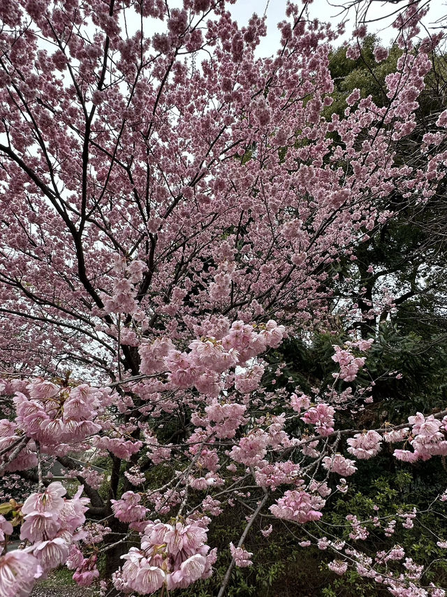 Early Sakura Blooms: Where to Catch Japan’s First Cherry Blossoms!