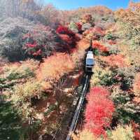 Hwadam Botanic Garden: A Hidden Natural Paradise