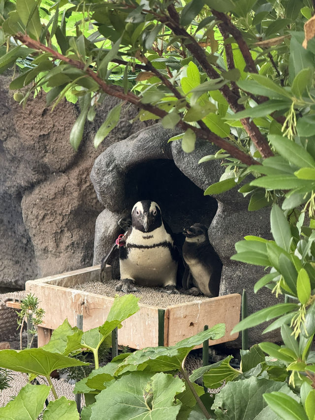 驚嘆海底世界的奇妙之旅：池袋太陽城與墨田水族館一日遊 🐠🌊