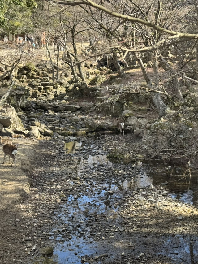 穿越千年的守護者：東大寺南大門初訪記⛩️