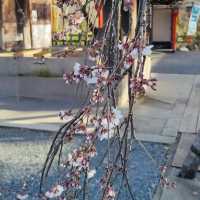 🌸 **大阪京都魁櫻賞花遊覽分享** 🌸