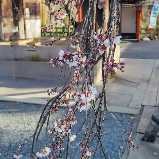 🌸 **大阪京都魁櫻賞花遊覽分享** 🌸