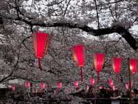 Chasing Sakura at Meguro River