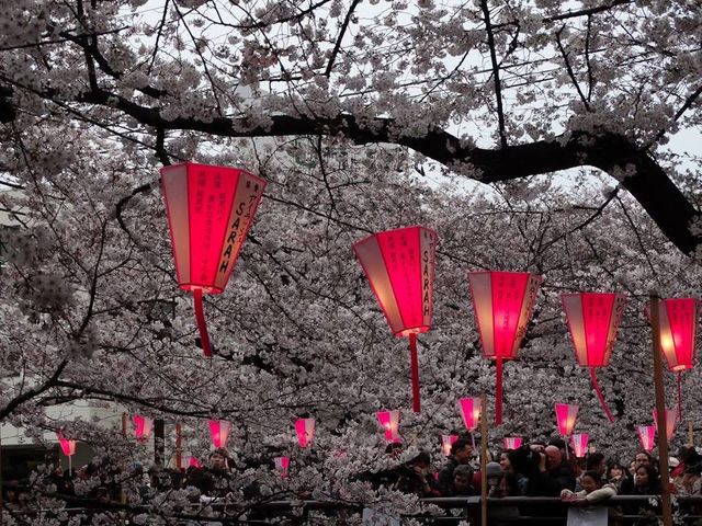 Chasing Sakura at Meguro River