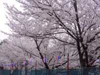 Chasing Sakura at Sumiyoshi Zakura Kawasaki