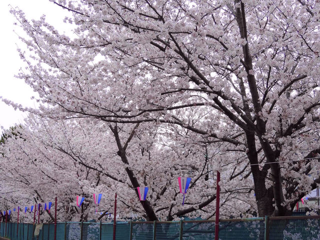 Chasing Sakura at Sumiyoshi Zakura Kawasaki
