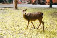The Free Roaming Deer at Nara Park