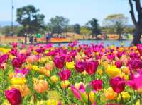 Chasing Sakura at Uminonakamichi Seaside Park