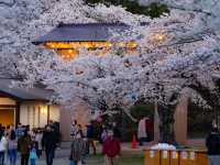 Chasing Sakura at Funaoka Castle Park