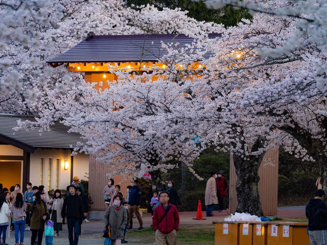Chasing Sakura at Funaoka Castle Park