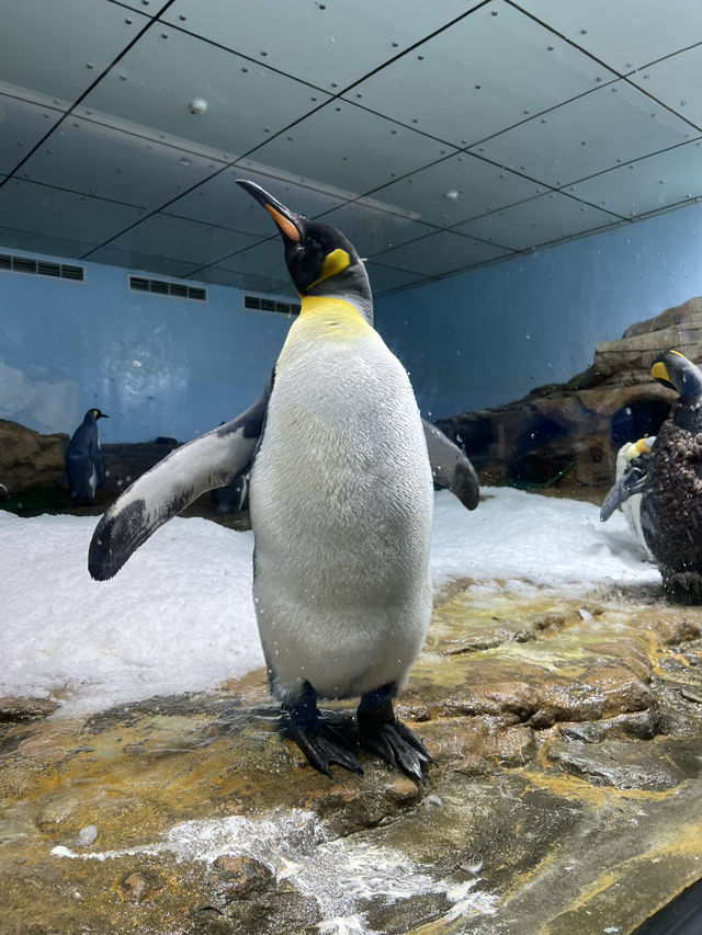桃園 Xpark水族館 