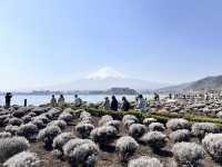 超美富士山🗻六天五夜自駕遊