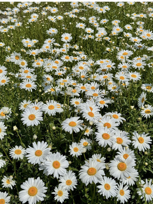 샤스타데이지가 예쁜 울산슬도💛