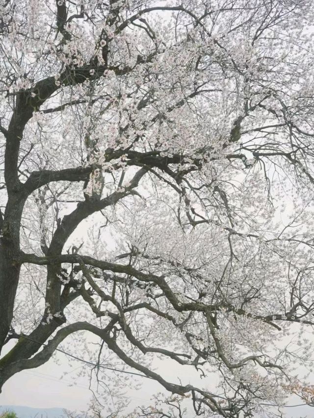 Sakura Season In Chengdu