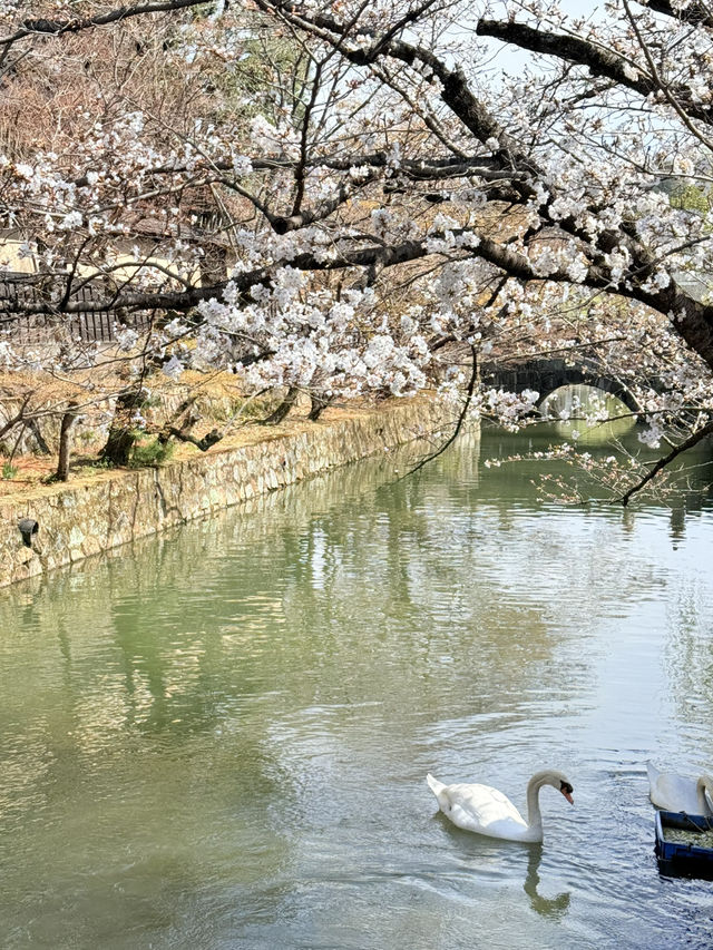 구라시키 미관지구 벚꽃여행!!