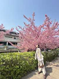 🌸 พาชมซากุระพันธุ์บานเร็ว Kawazu-Zakura in Yodo