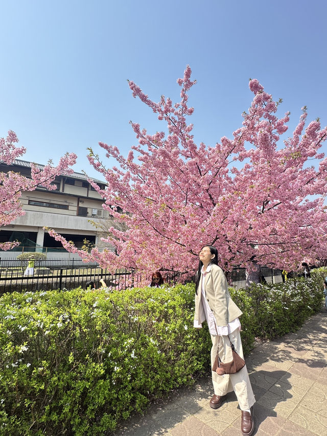 🌸 พาชมซากุระพันธุ์บานเร็ว Kawazu-Zakura in Yodo