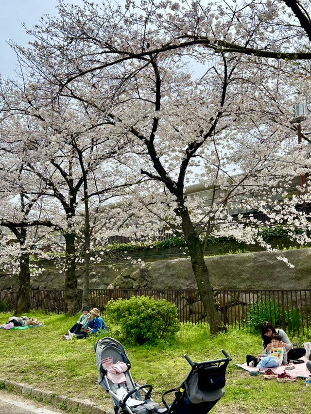 Cherry Blossoms in Full Bloom at Osaka Castle Park🌸