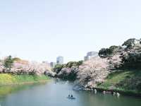 【東京】今が見頃！桜スポット