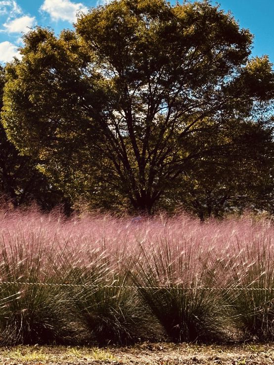 Misagyeongjeong in Bloom: Spring Colors by the Lakeside Promenade
