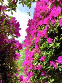 Stunning Azaleas at Keage Water Purification Plant