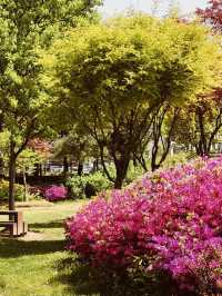 Spring's Tranquil Trails: Exploring Maeheon's Diverse Landscapes 
