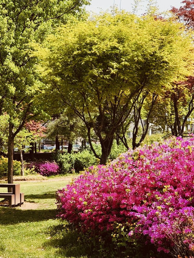 Spring's Tranquil Trails: Exploring Maeheon's Diverse Landscapes 