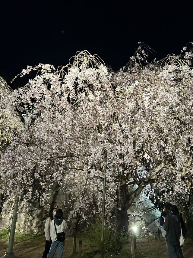 【福岡】幻想的な夜の福岡城さくらまつり🏯