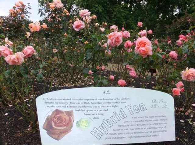 紐西蘭最古老的植物園#但尼丁植物園（Dunedin Botanic Garden）- 紐西蘭但尼丁市
