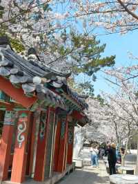釜山櫻花季滿滿幸褔的海邊廟宇~海東龍宮寺