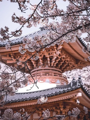 ⛩️壺阪寺🎎千年古剎的櫻花秘境🌸｜Trip.com 高取町