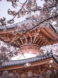 ⛩️壺阪寺🎎千年古剎的櫻花秘境🌸
