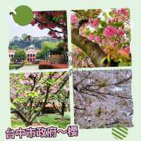 台中市政府~櫻花樹下的秘境