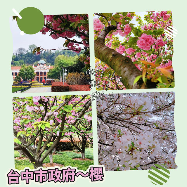 台中市政府~櫻花樹下的秘境
