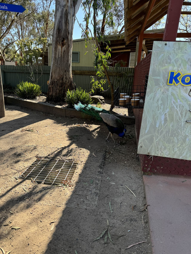 🇦🇺🦘Maru koala and animals park