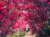 Komuroyama in Color: A Blooming Spring Escape