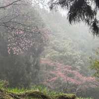 祝山觀日步道 Zhushan Sunrise Trail
