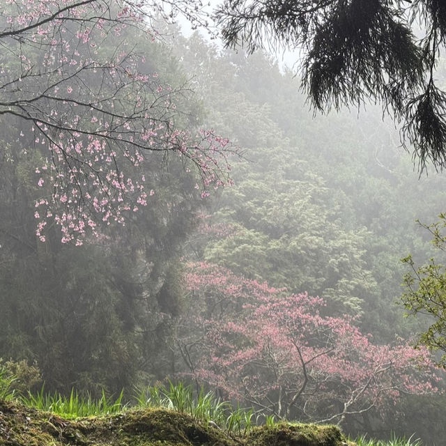 祝山觀日步道 Zhushan Sunrise Trail