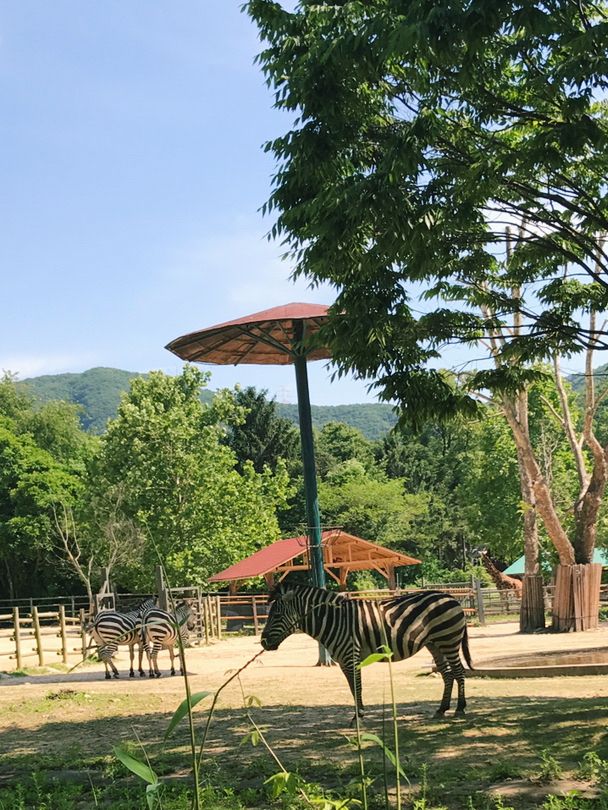 首爾景點｜Seoul Zoo 🦒🦩🦓