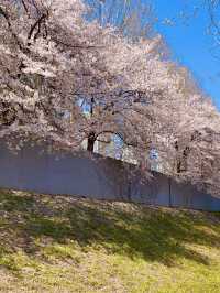 Anyangcheon Cherry Blossom Path (Yangcheon-gu Side): A Seoul Springtime Stroll 