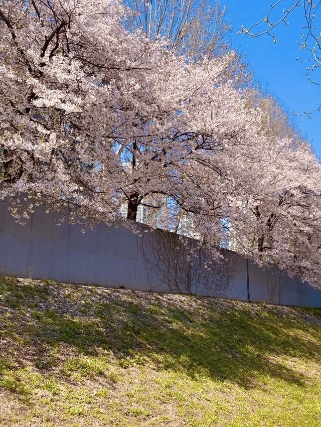 Anyangcheon Cherry Blossom Path (Yangcheon-gu Side): A Seoul Springtime Stroll 