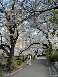 Meguro River Cherry Blossoms Promenade