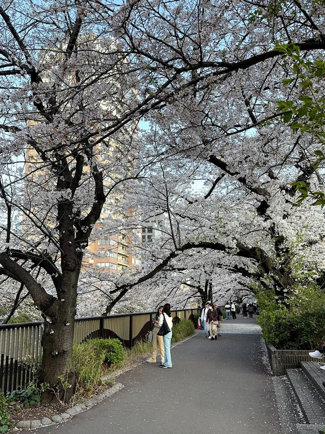 Meguro River Cherry Blossoms Promenade