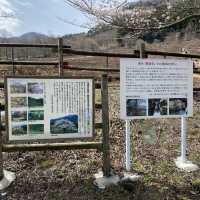 【熊本県🇯🇵観音桜】南阿蘇の観光名所☺️観音桜へ🌸