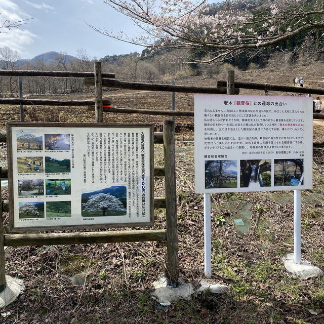 【熊本県🇯🇵観音桜】南阿蘇の観光名所☺️観音桜へ🌸